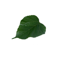 شجرة التوت الأبيض