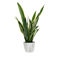 صبار جلد النمر