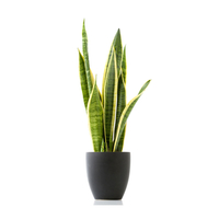 صبار جلد النمر