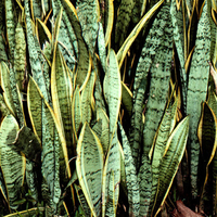 صبار جلد النمر