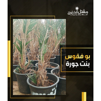 نخيل بوفقوس بنت جوره