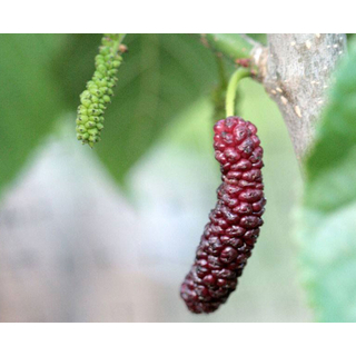 شجرة التوت العماني