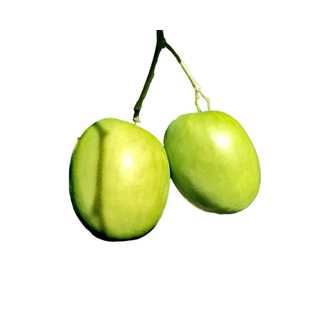 شجرة النبق المطعوم