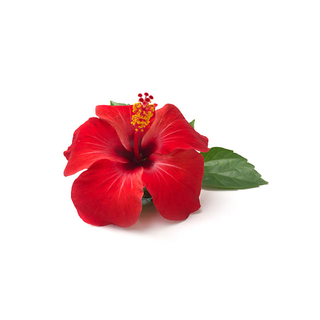 سياج الهبسكس