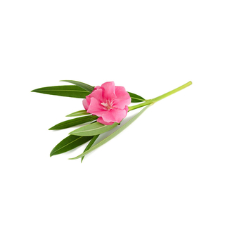 سياج الدفله