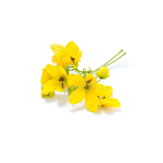 شجرة التوت الأبيض