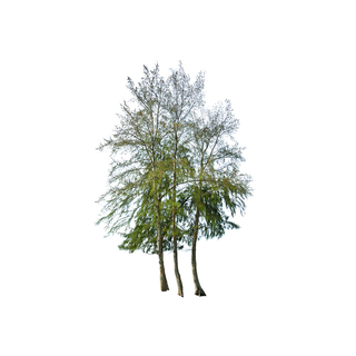 شجرة الجازورينا