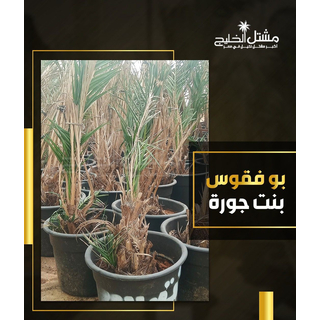 نخيل بوفقوس بنت جوره