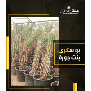نخيل سكري بنت جوره
