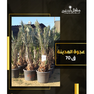 عجوه المدينه بنت جوره