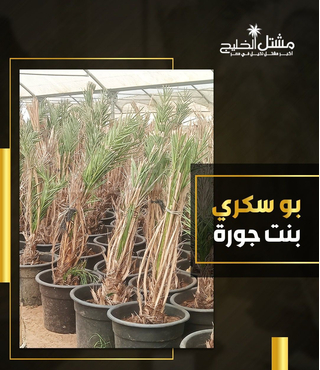 نخيل سكري بنت جوره