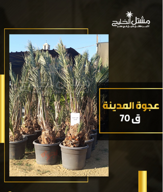 عجوه المدينه بنت جوره